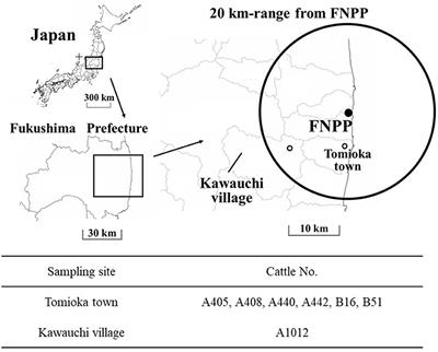 Intestinal Bacteria as Powerful Trapping Lifeforms for the Elimination of Radioactive Cesium